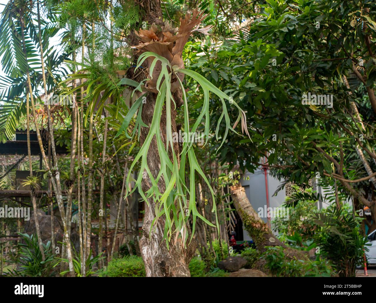 Tanduk Rusa, deer antler ferns, Platycerium coronarium or Staghorn Fern in the garden. Stock Photo