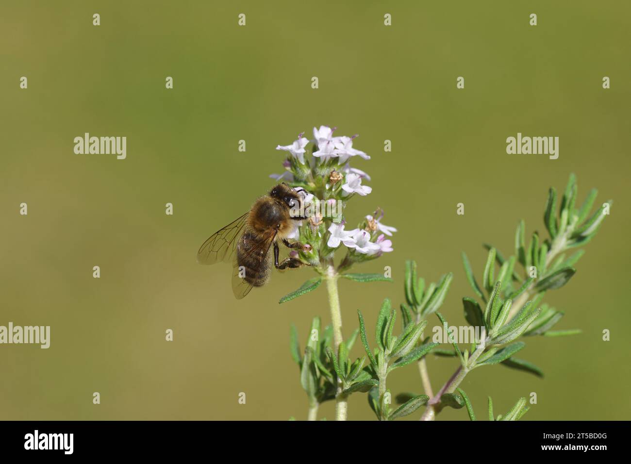 Western honey bee or European honey bee (Apis mellifera) on flowers of Thyme (Thymus), Family Lamiaceae. Spring, may. Dutch garden. Stock Photo