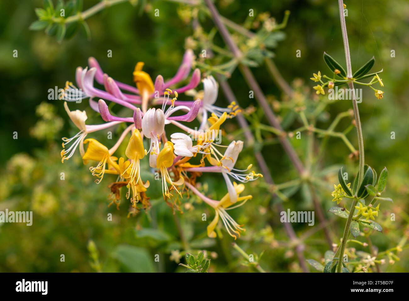 Yellow and pink Common Honeysuckle flowers. Beautiful blossom in the garden Stock Photo