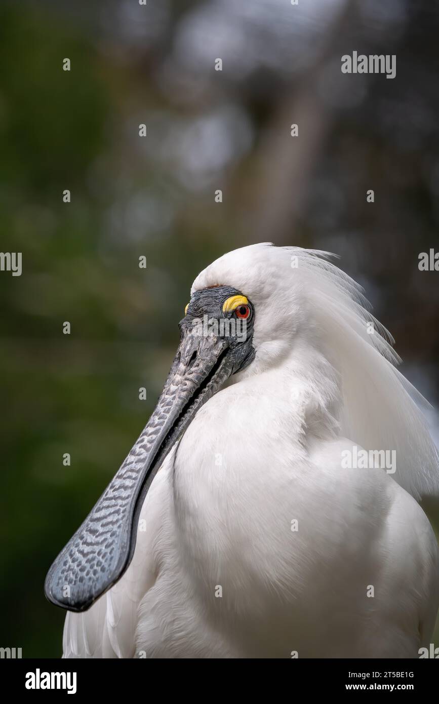 Australian spoonbill hi-res stock photography and images - Alamy