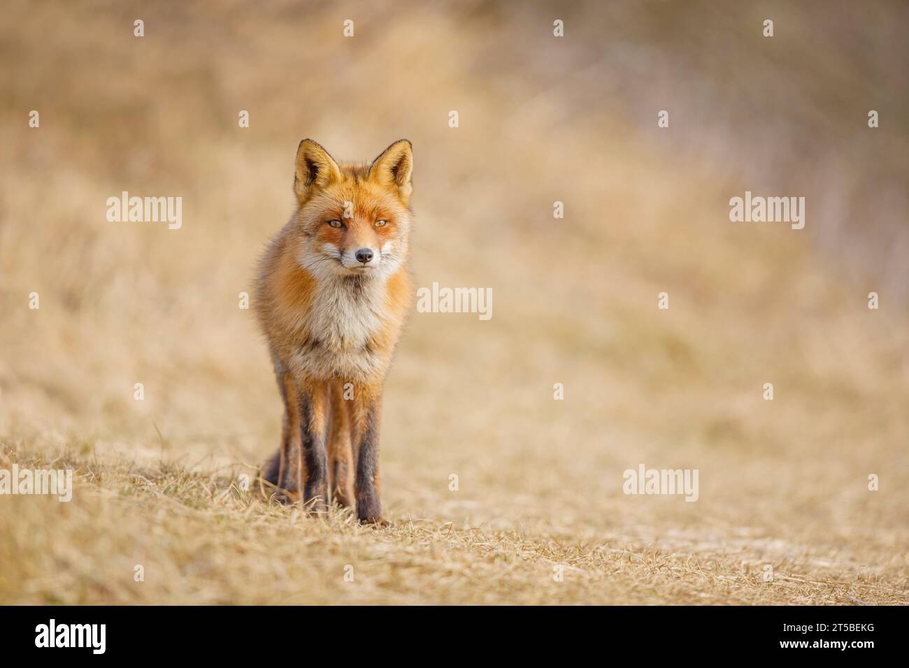 Red Fox, Vulpes vulpes Stock Photo