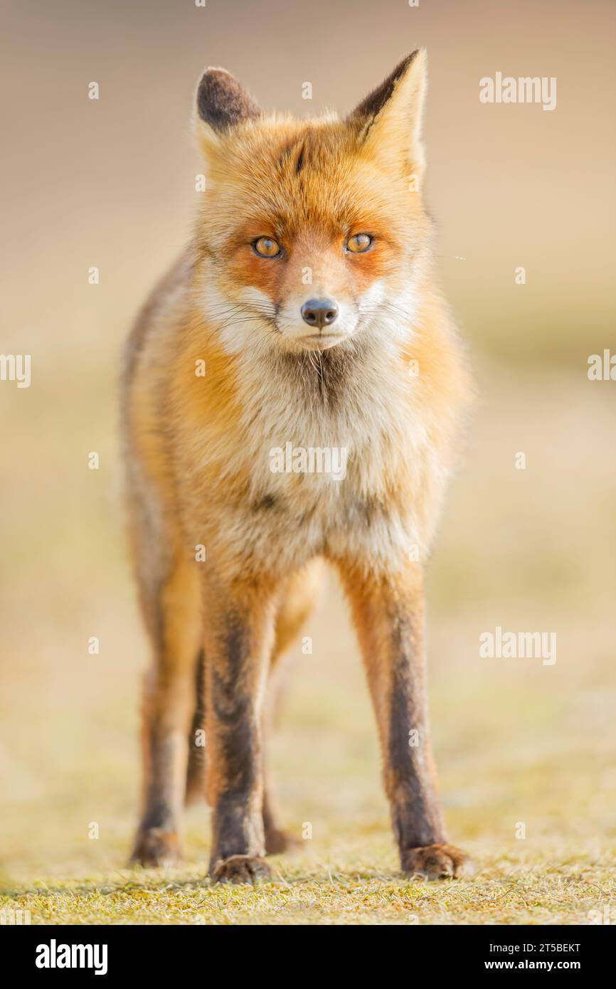 Red Fox, Vulpes vulpes Stock Photo