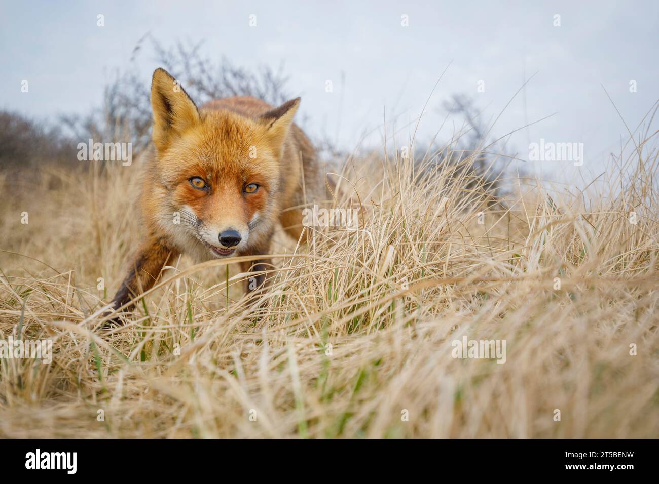 Red Fox, Vulpes vulpes Stock Photo