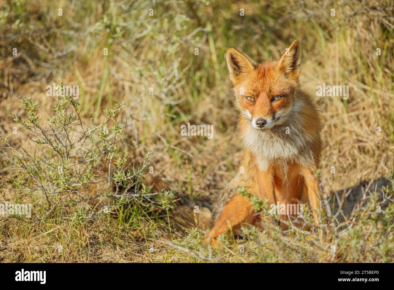 Female Red Fox, Vulpes vulpes Stock Photo