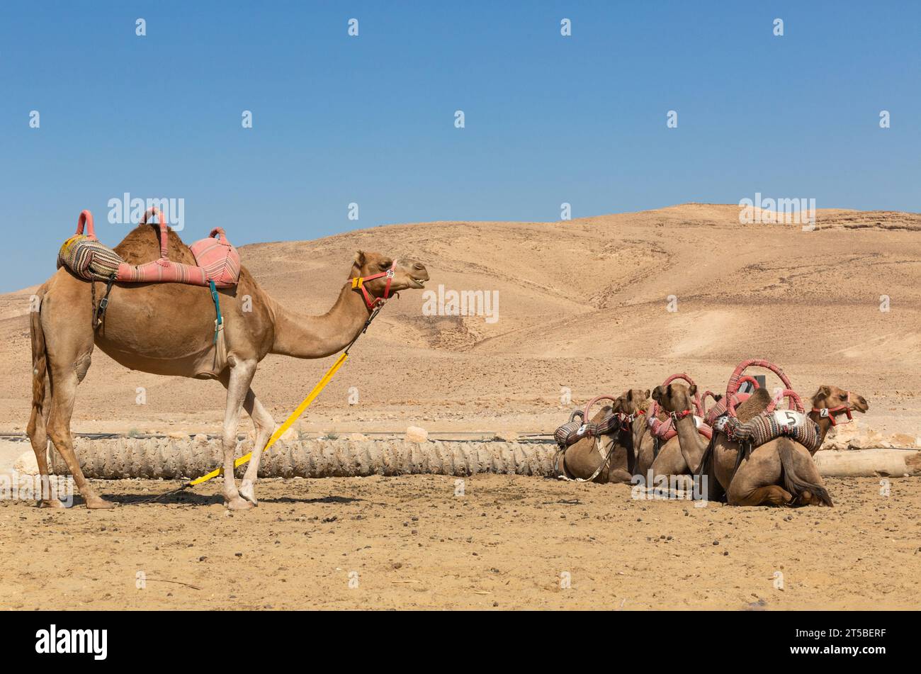 Domesticated camels in the desert of Israel ready for tourists tour Stock Photo