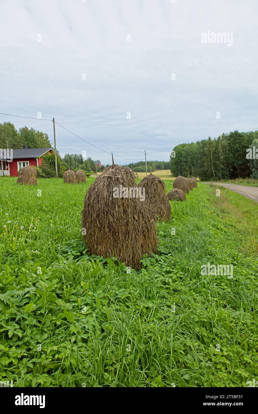 A traditional shaped haystacks around a wooden pole in the field in cloudy summer weather. Stock Photo