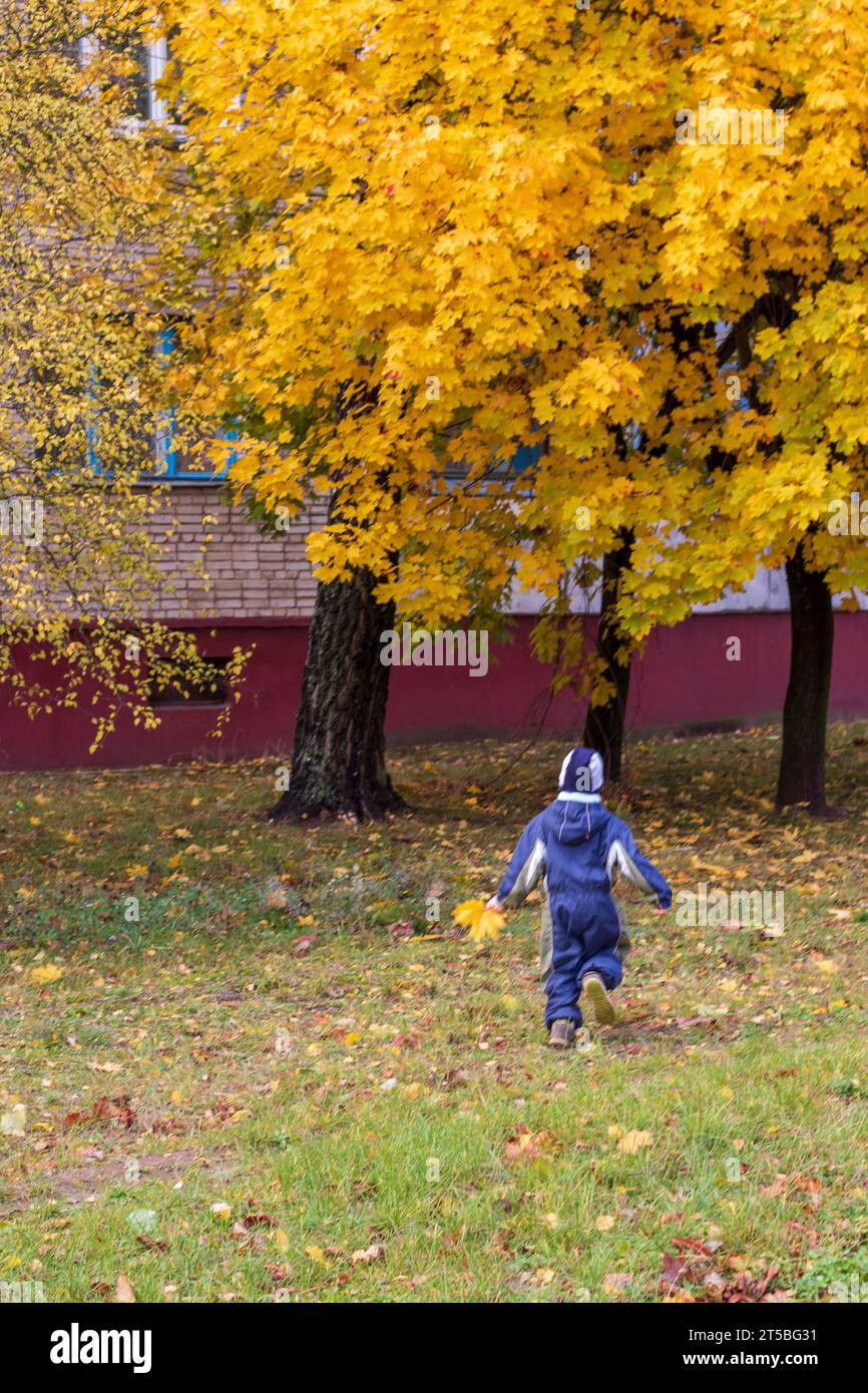 Shot of the little kid, wearing overalls, Walking in the park, carrying colorful autumn leaves. Stock Photo