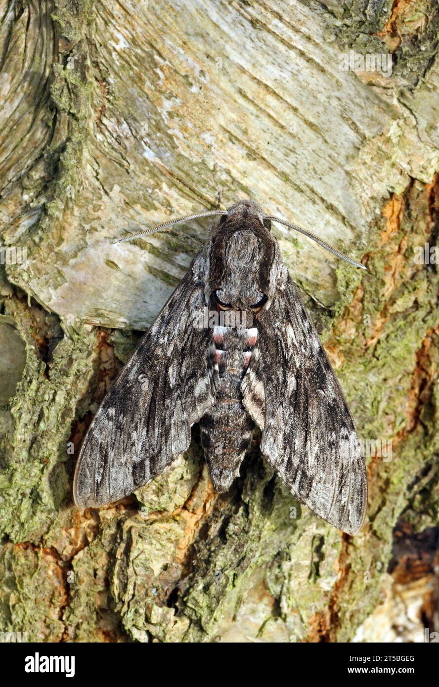 Convolvulus Hawk-moth (Agrius convolvuli) adult at rest on tree trunk  Eccles-on-sea, Norfolk, UK.    September Stock Photo
