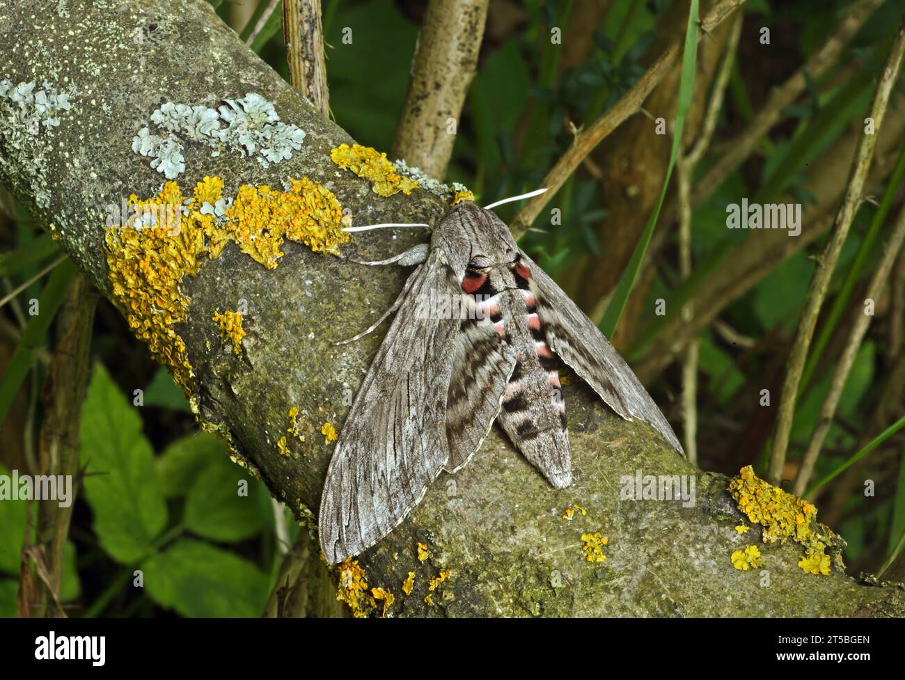 Convolvulus Hawk-moth (Agrius convolvuli) adult at rest on tree trunk  Eccles-on-sea, Norfolk, UK.    August Stock Photo