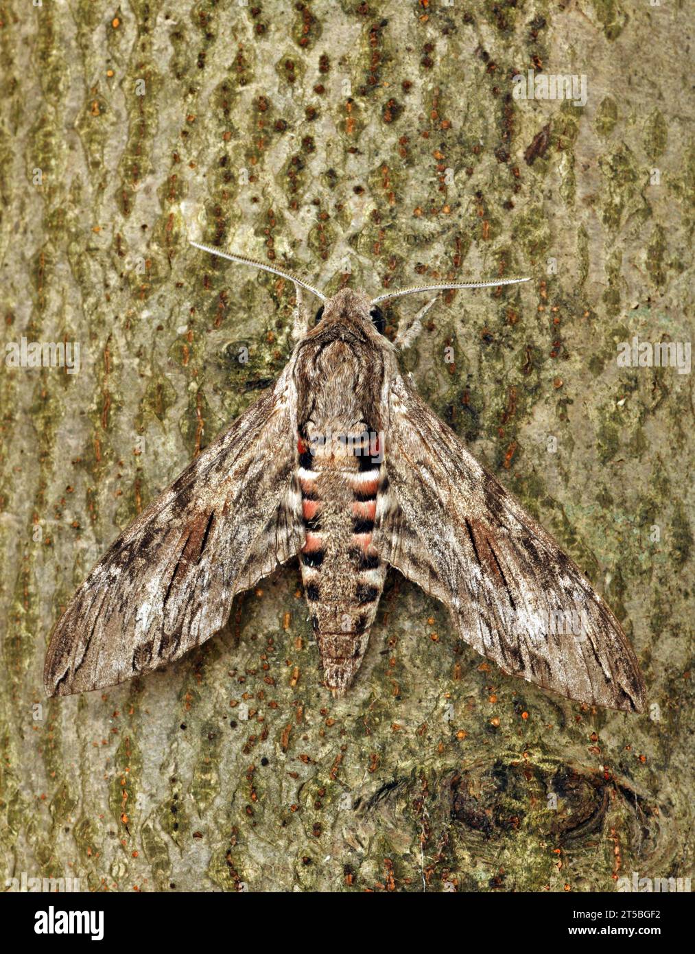 Convolvulus Hawk-moth (Agrius convolvuli) adult at rest on tree trunk  Eccles-on-sea, Norfolk, UK.    August Stock Photo