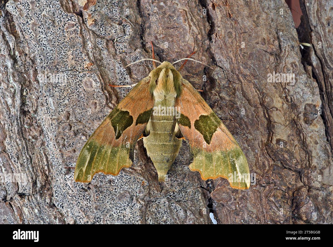 Lime Hawk-moth (Mimas tiliae) adult at rest on tree trunk  Eccles-on-sea, Norfolk, UK.                                    June Stock Photo