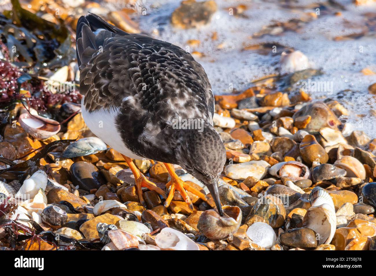 A turnstone (Arenaria interpres) wading bird feeding on a common whelk