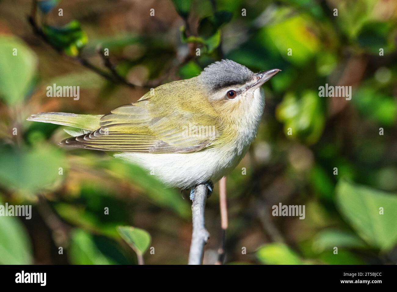 Red-eyed vireo during fall migration Stock Photo