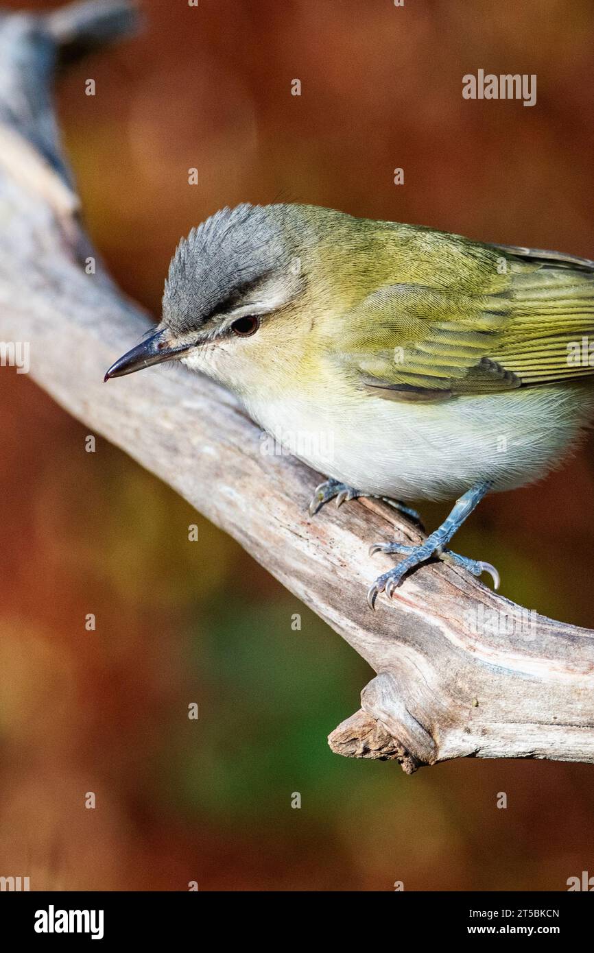 Red-eyed vireo during fall migration Stock Photo
