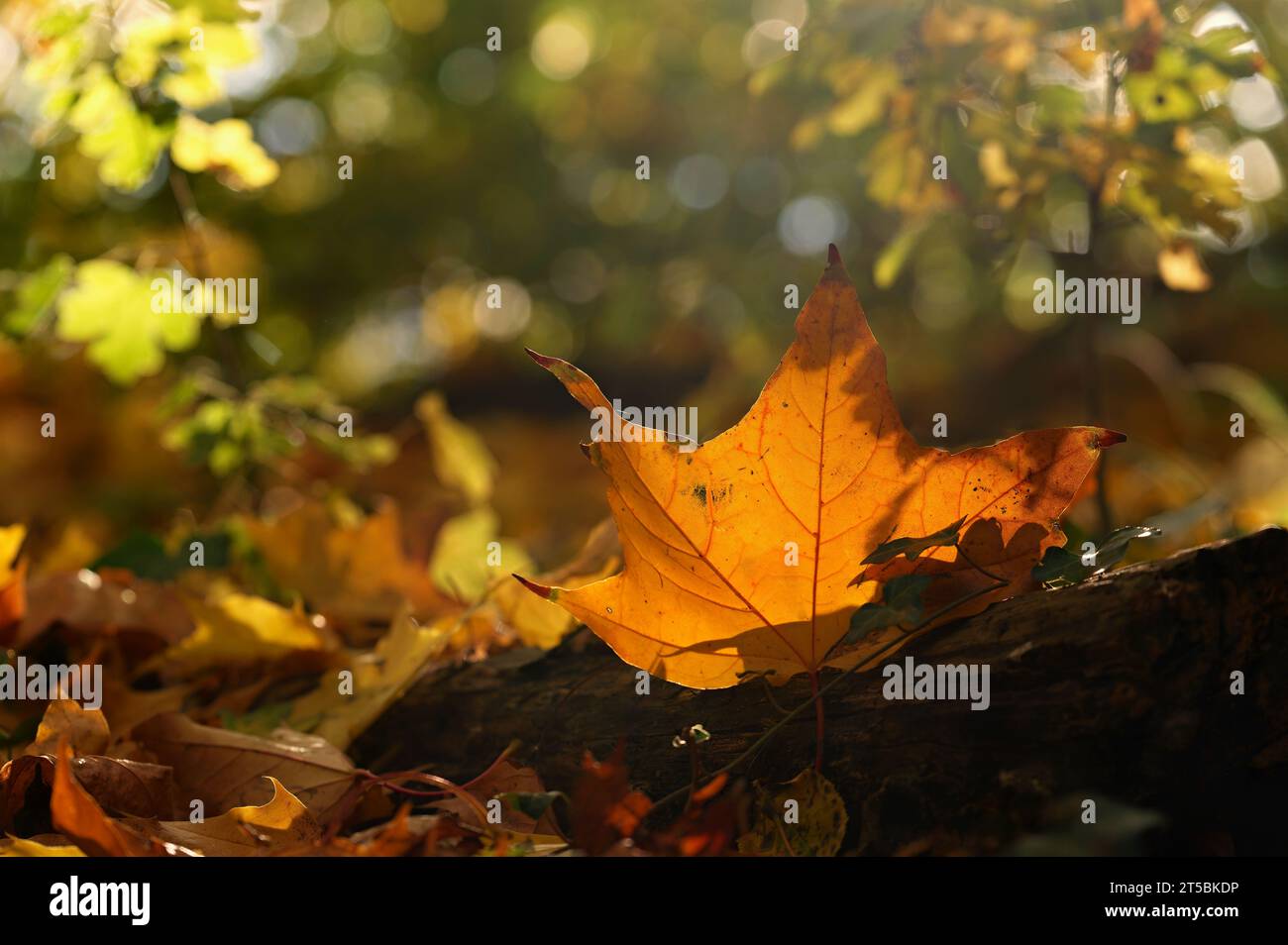 Beautiful colourful autumn leaves of trees. Nature with forest and colourful trees in autumn season. Concept for the season and the environment. Stock Photo