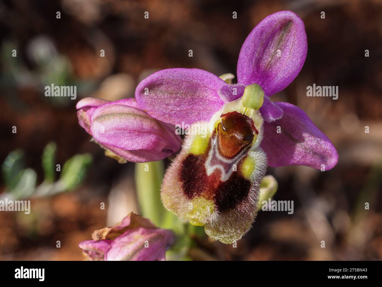 Sawfly orchid Stock Photo