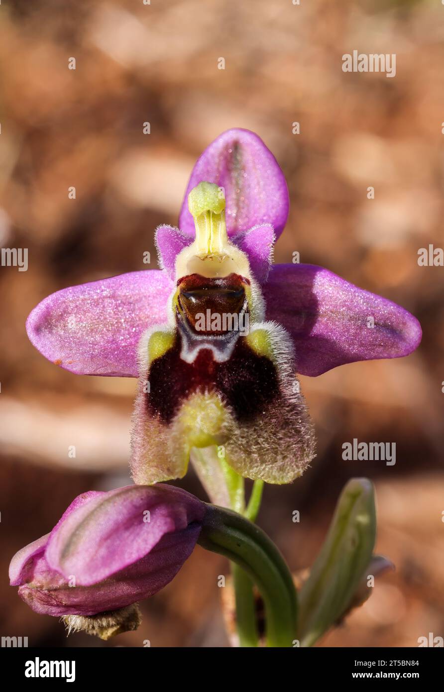 Sawfly orchid Stock Photo