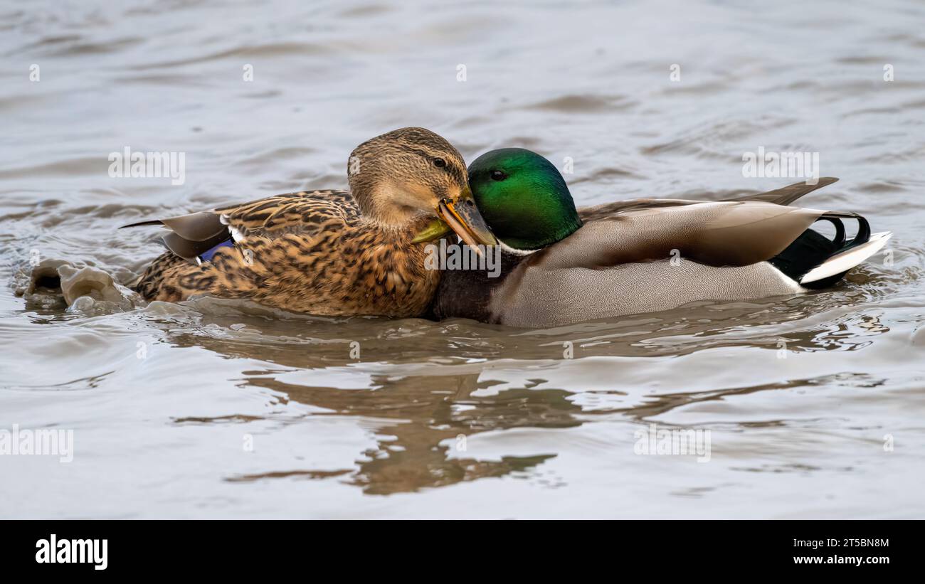 Pair of Mallard Ducks Fighting Stock Photo
