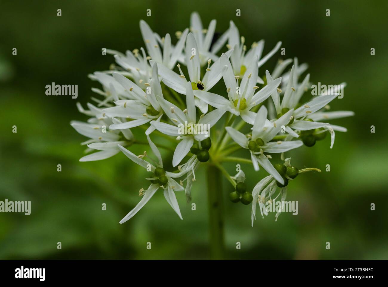 Wild garlic (Allium ursinum) growing in damp shaded wood Stock Photo