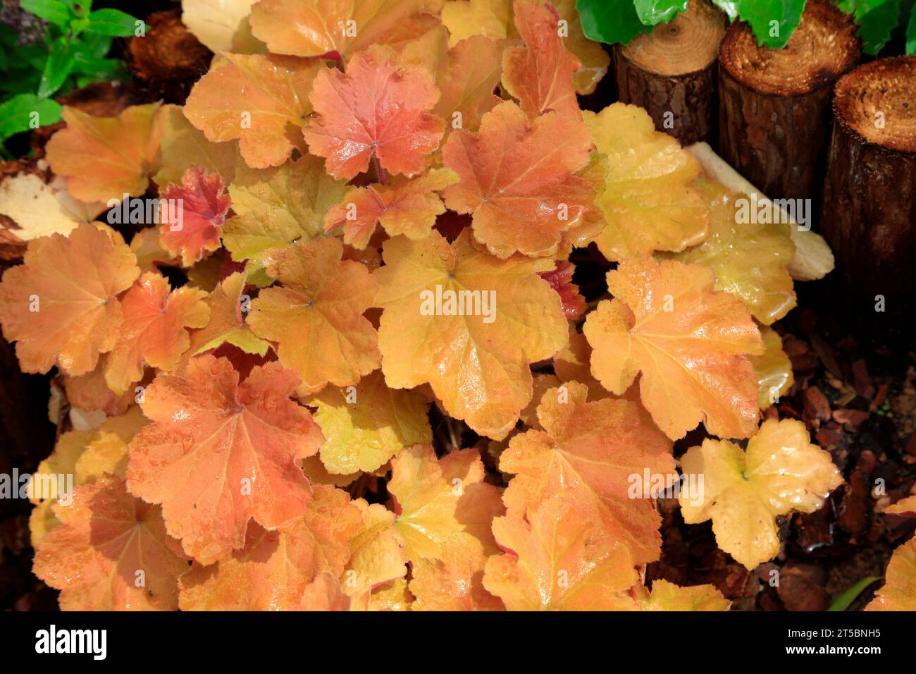 Medicinal alum hires stock photography and images Alamy