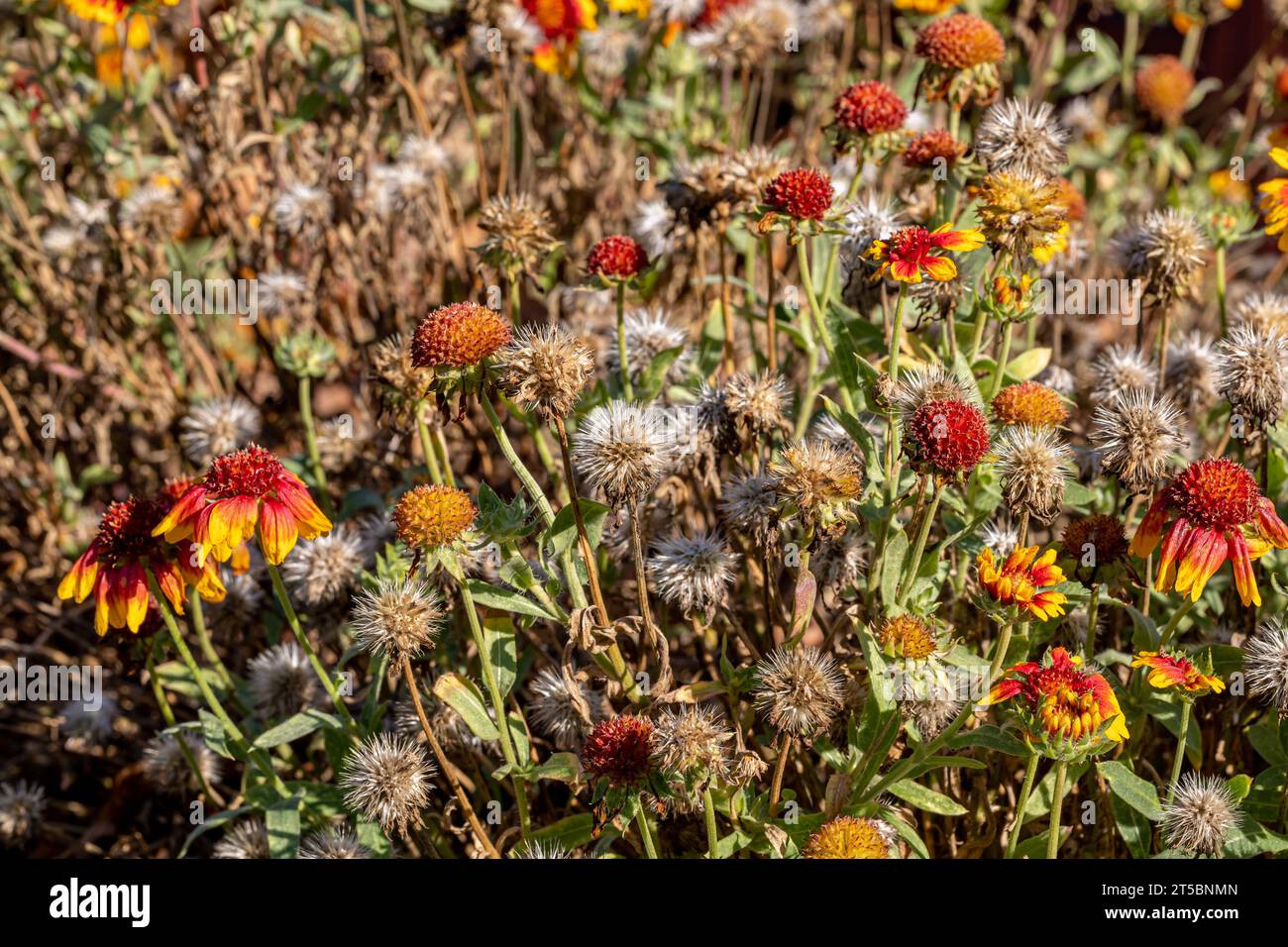 Blanket flower dead and going to seed in autumn. Plant care, flower garden and pruning concept. Stock Photo