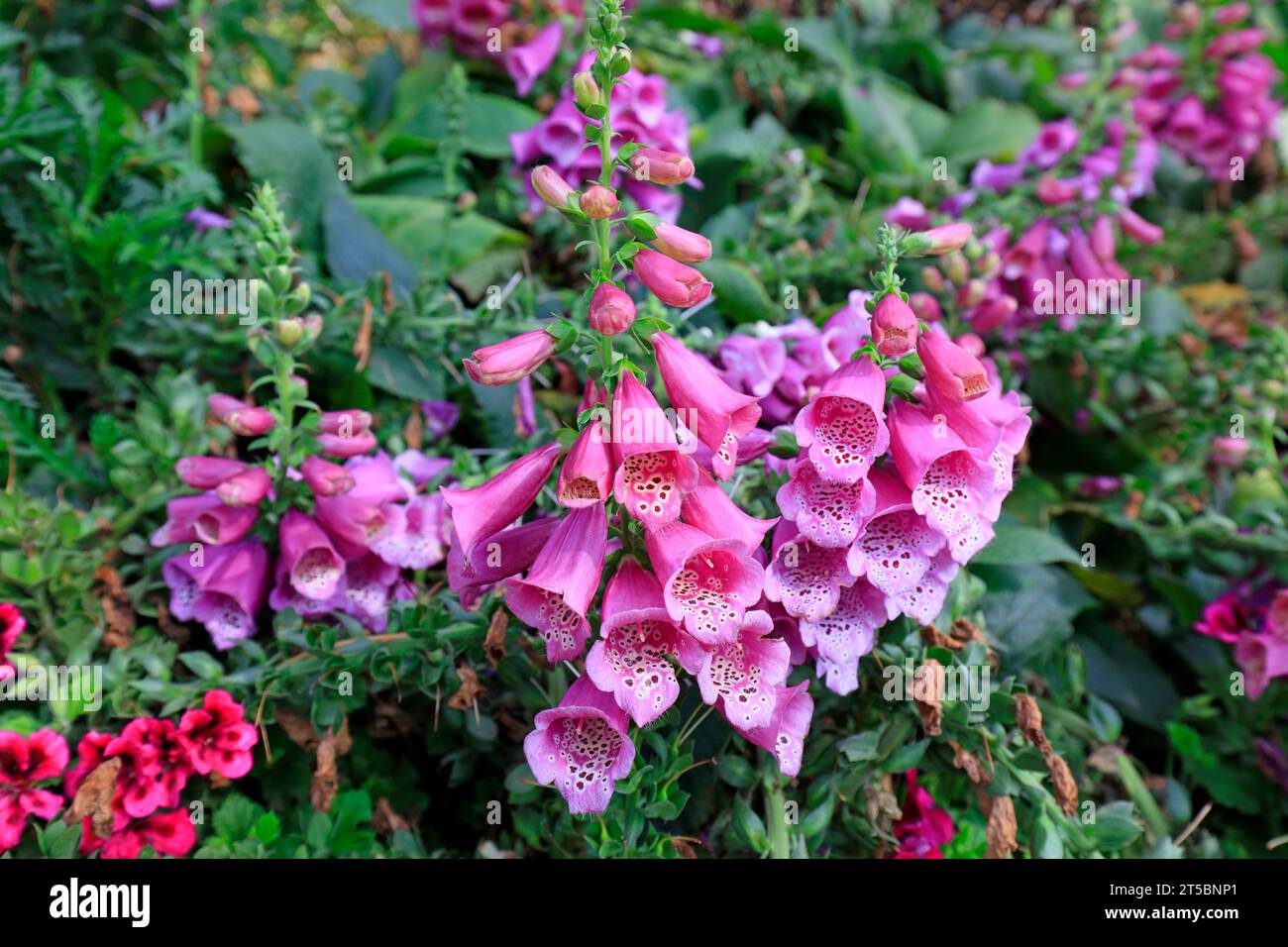 flower of the herb Rehmannia Stock Photo
