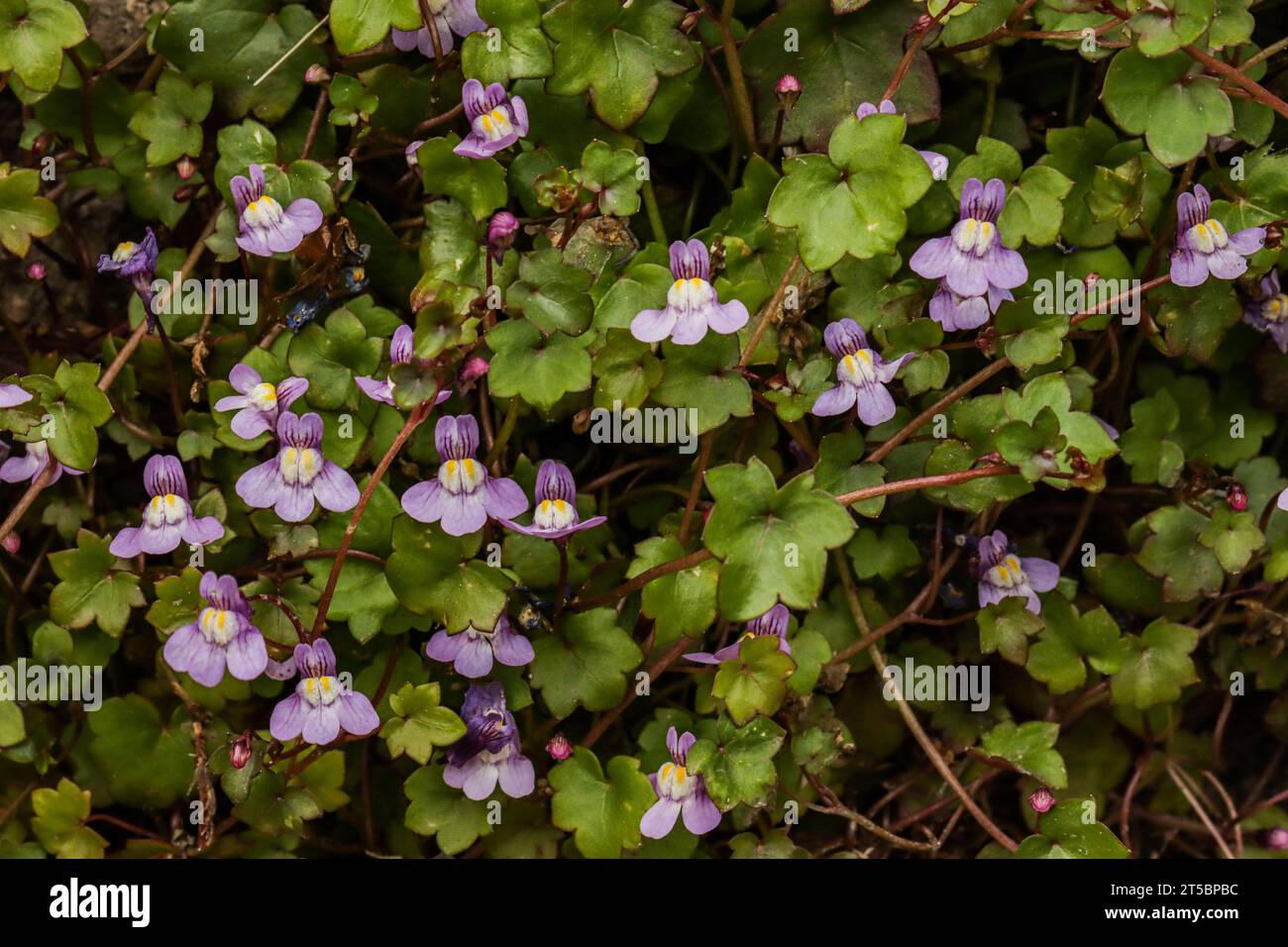 Ivy-leaved toadflax (Cymbalaria muralis) growing on the walls or on the rocks Stock Photo