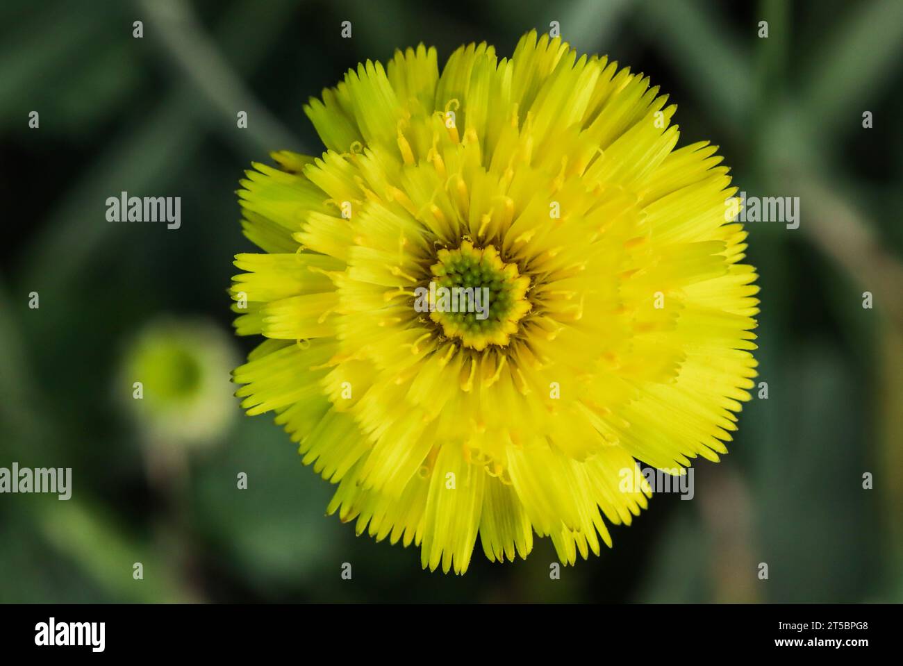 Mouse-ear hawkweed (Hieracium pilosella) in a rough-grazing land Stock Photo