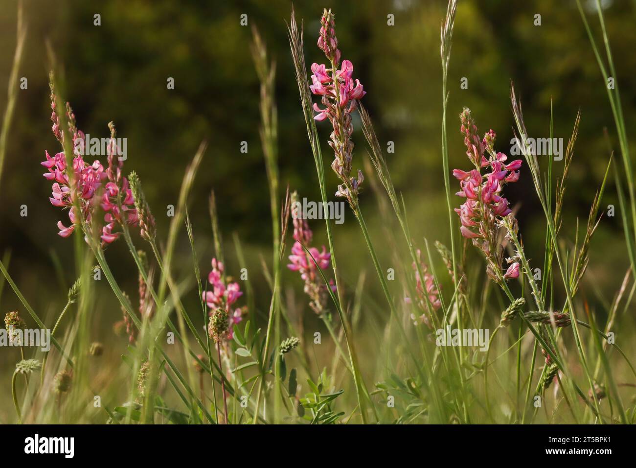 Common sainfoin in the meadow (Onobrychis viciifolia) Stock Photo