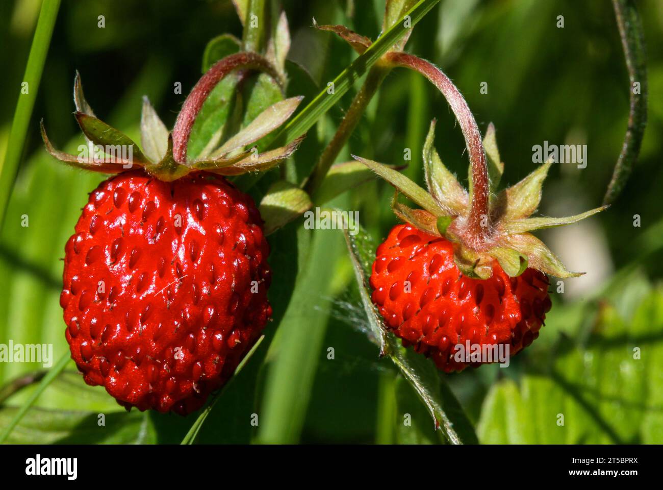 Wild strawberry (Fragaria vesca), woodland strawberry Stock Photo