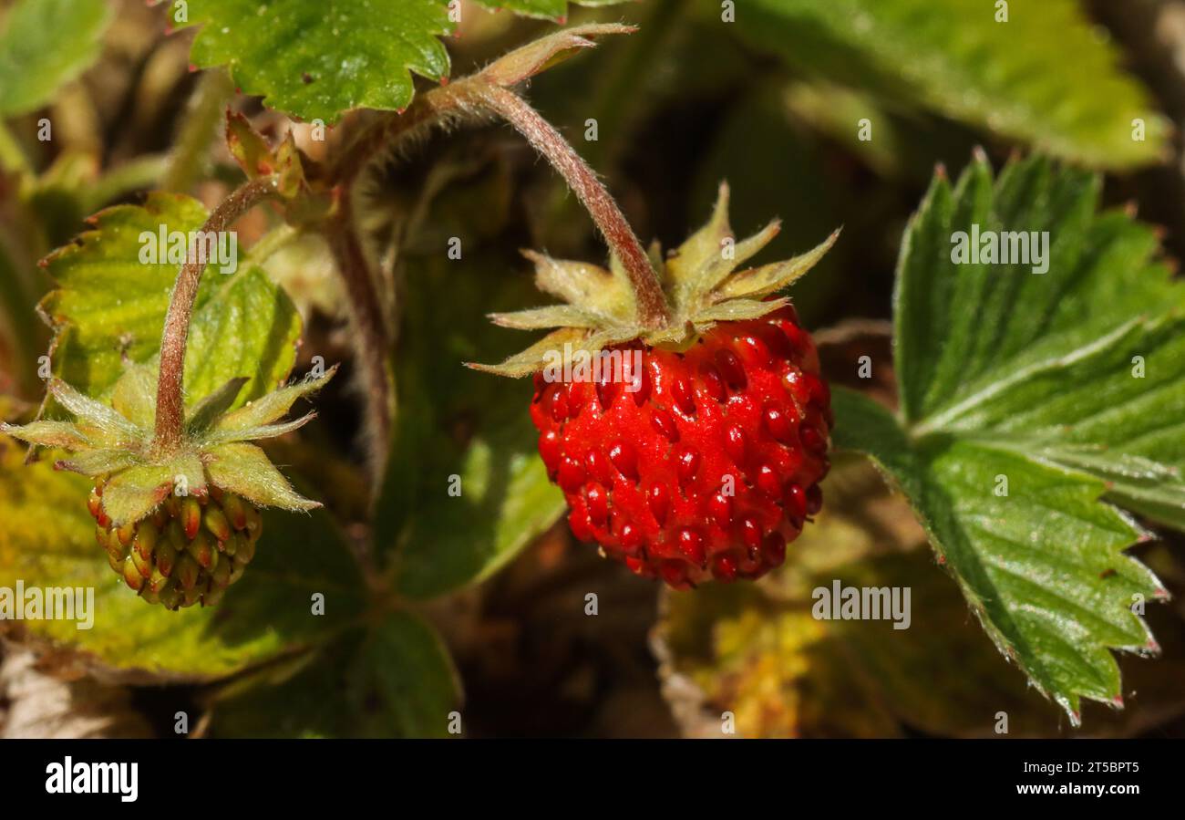 Alpine strawberry hi-res stock photography and images - Alamy