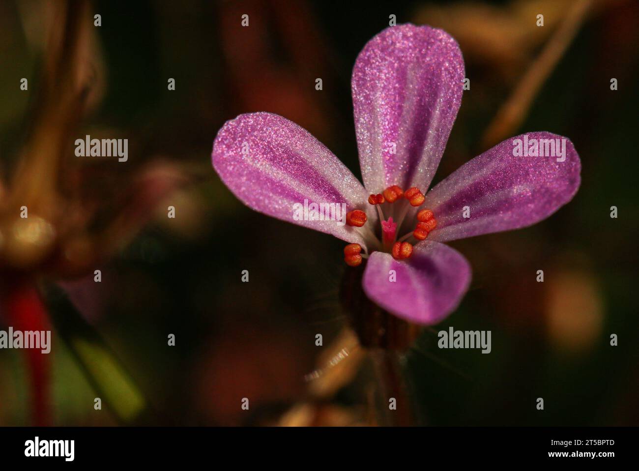 Herb-Robert (Geranium robertianum) or Roberts geranium Stock Photo
