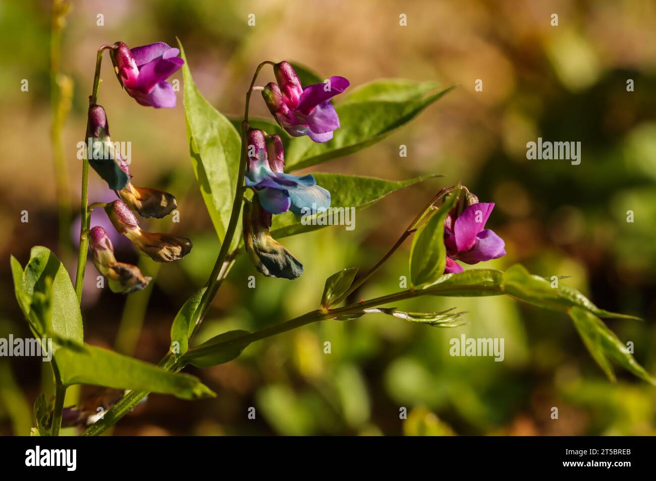 Spring vetchling (Lathyrus vernus), spring pea, spring vetch Stock Photo