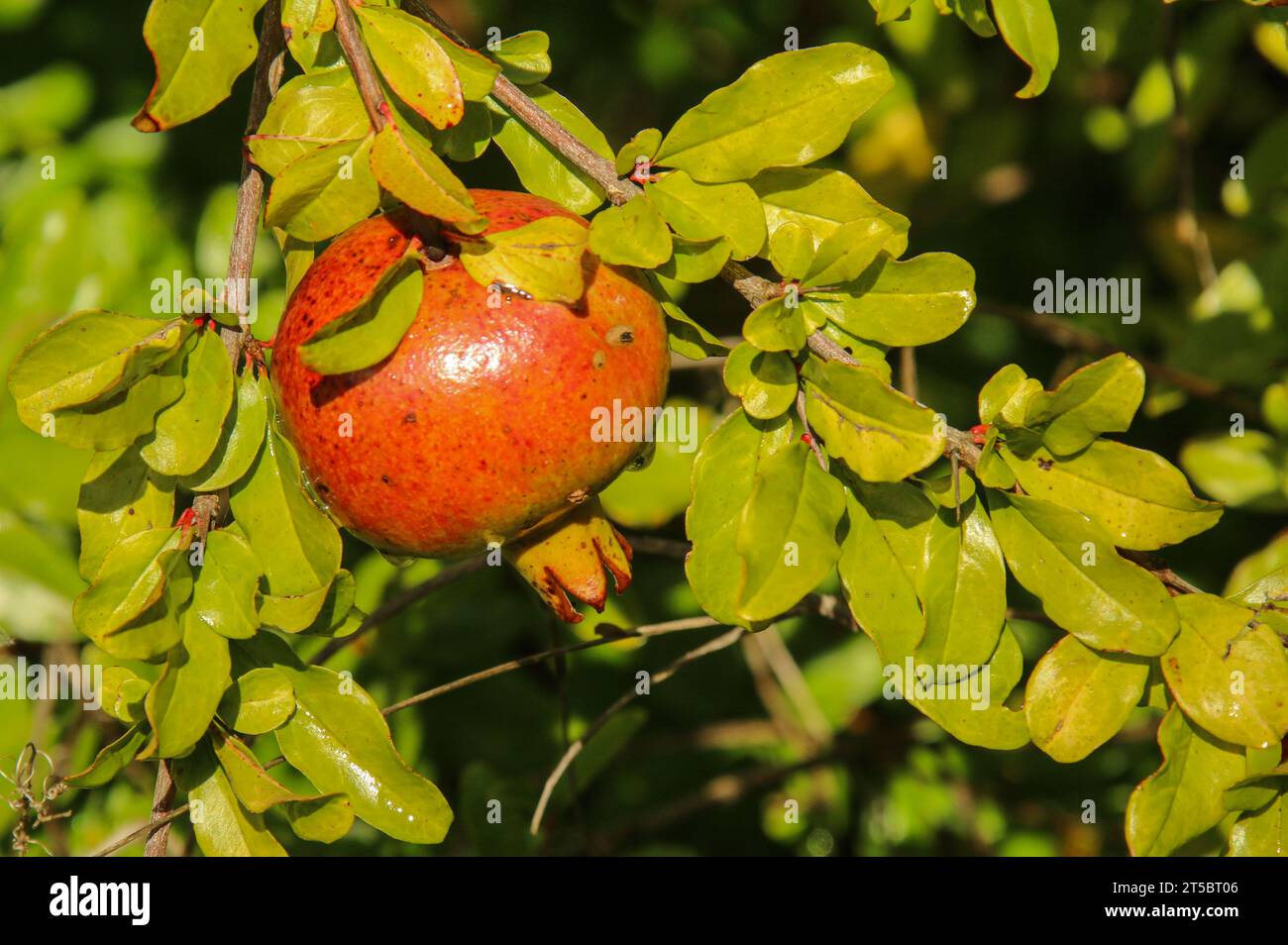 Pomegranate on a tree in Montenegro (Punica granatum) Stock Photo