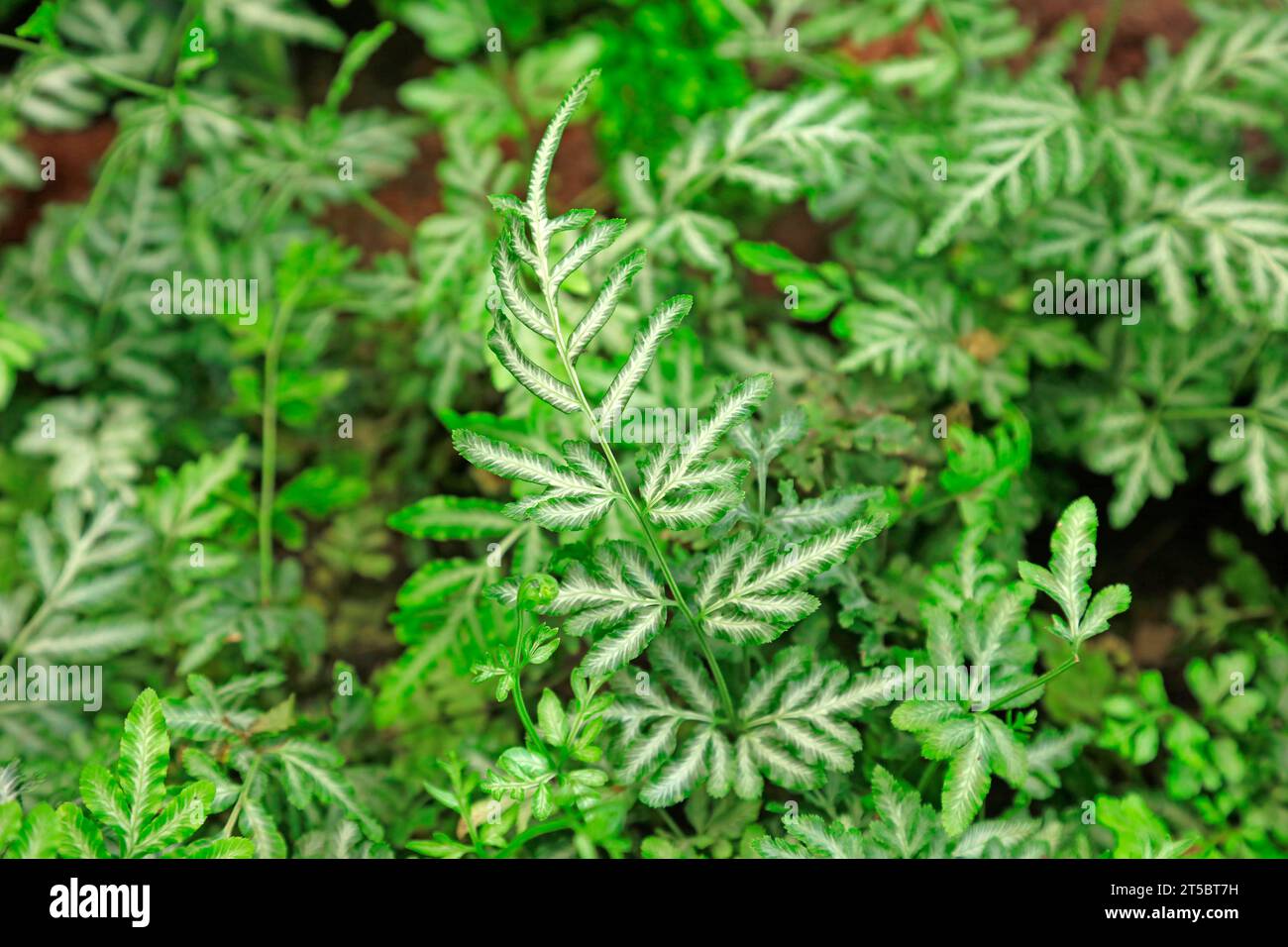 Pteris in the park. Stock Photo