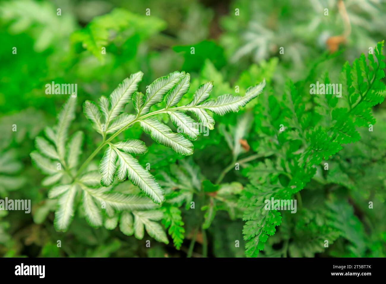 Pteris in the park. Stock Photo