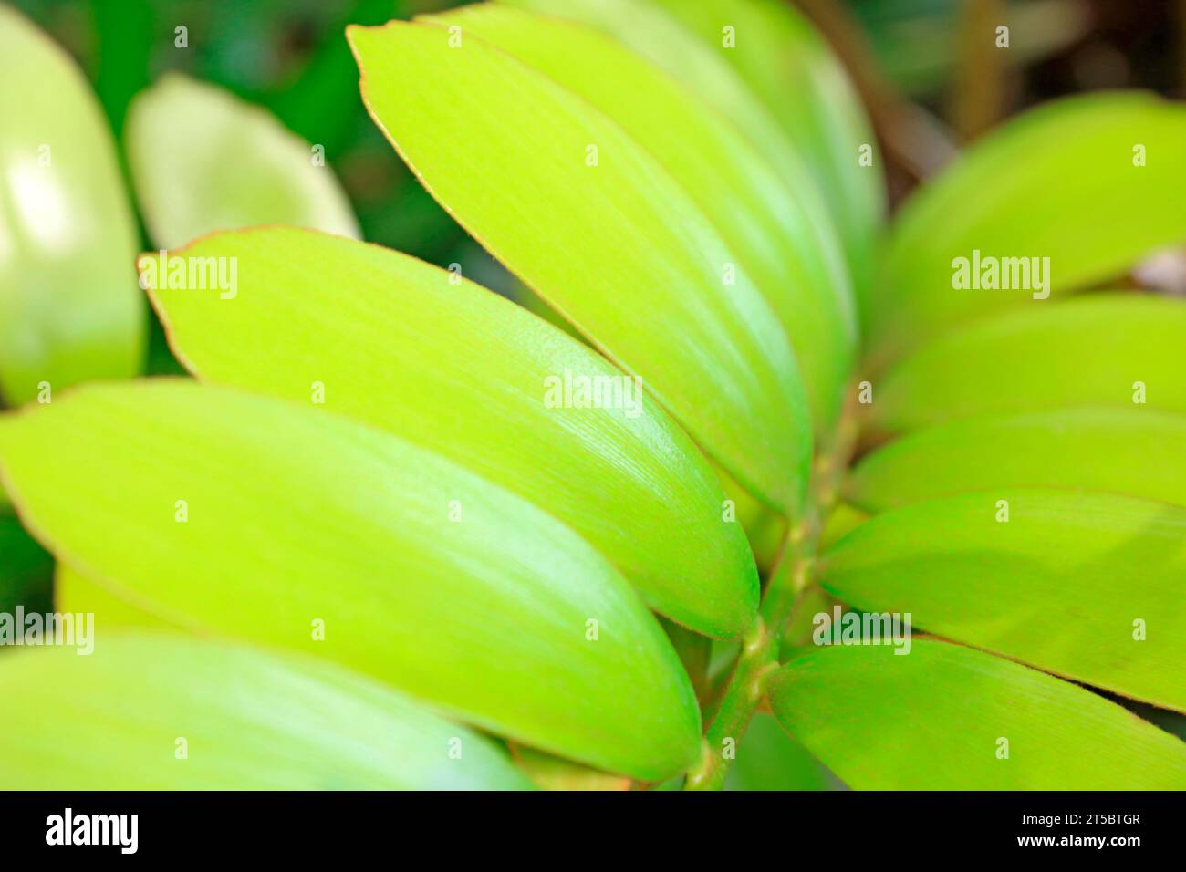 Zamia leaves in a park Stock Photo
