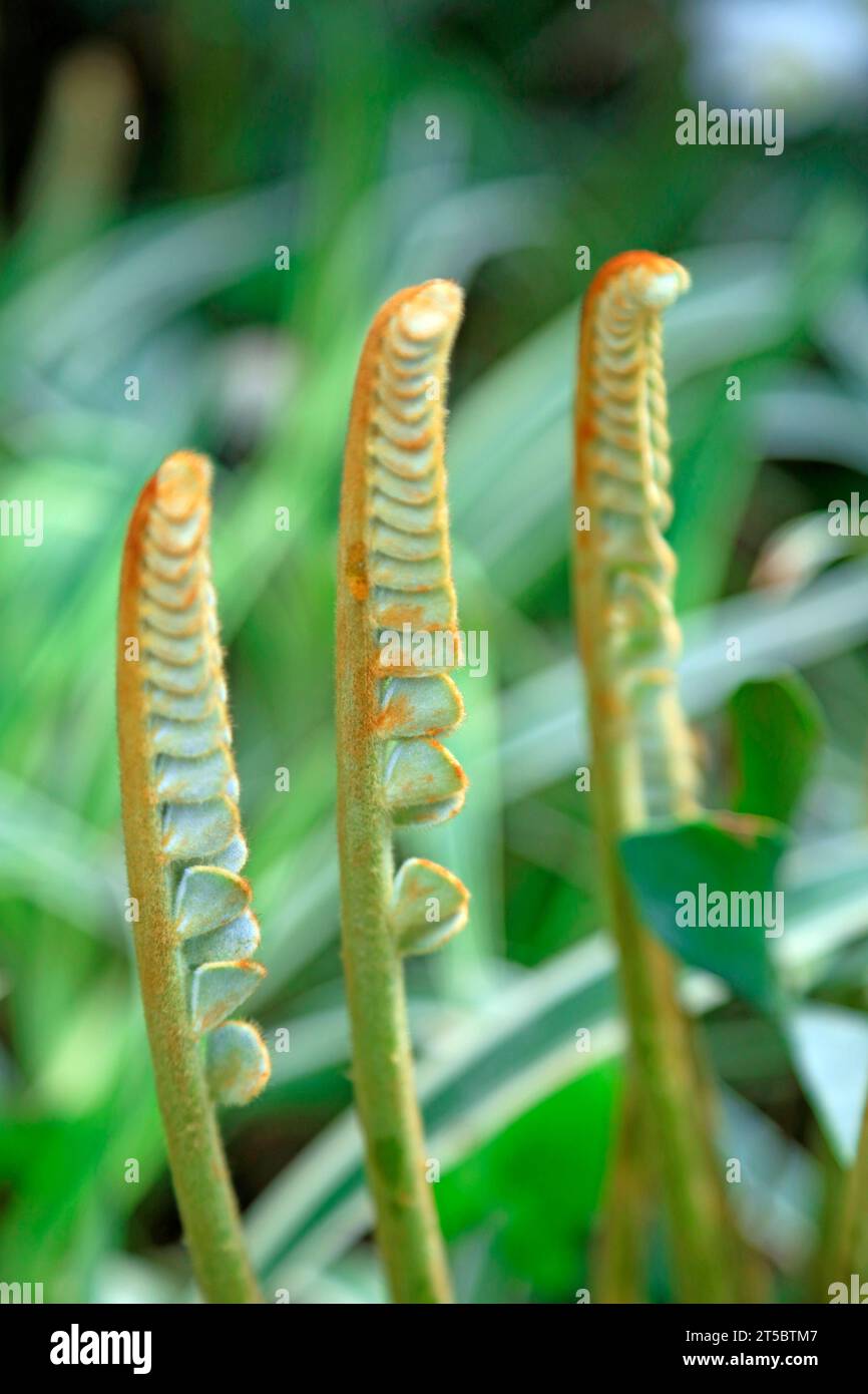 Zamia leaves in a park Stock Photo