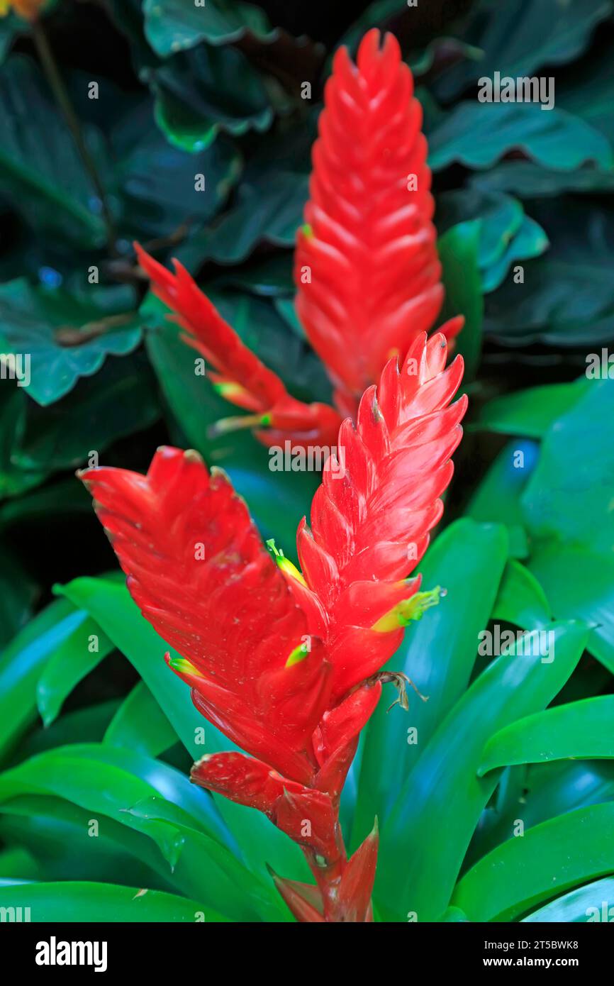 Vriesea carinata Stock Photo