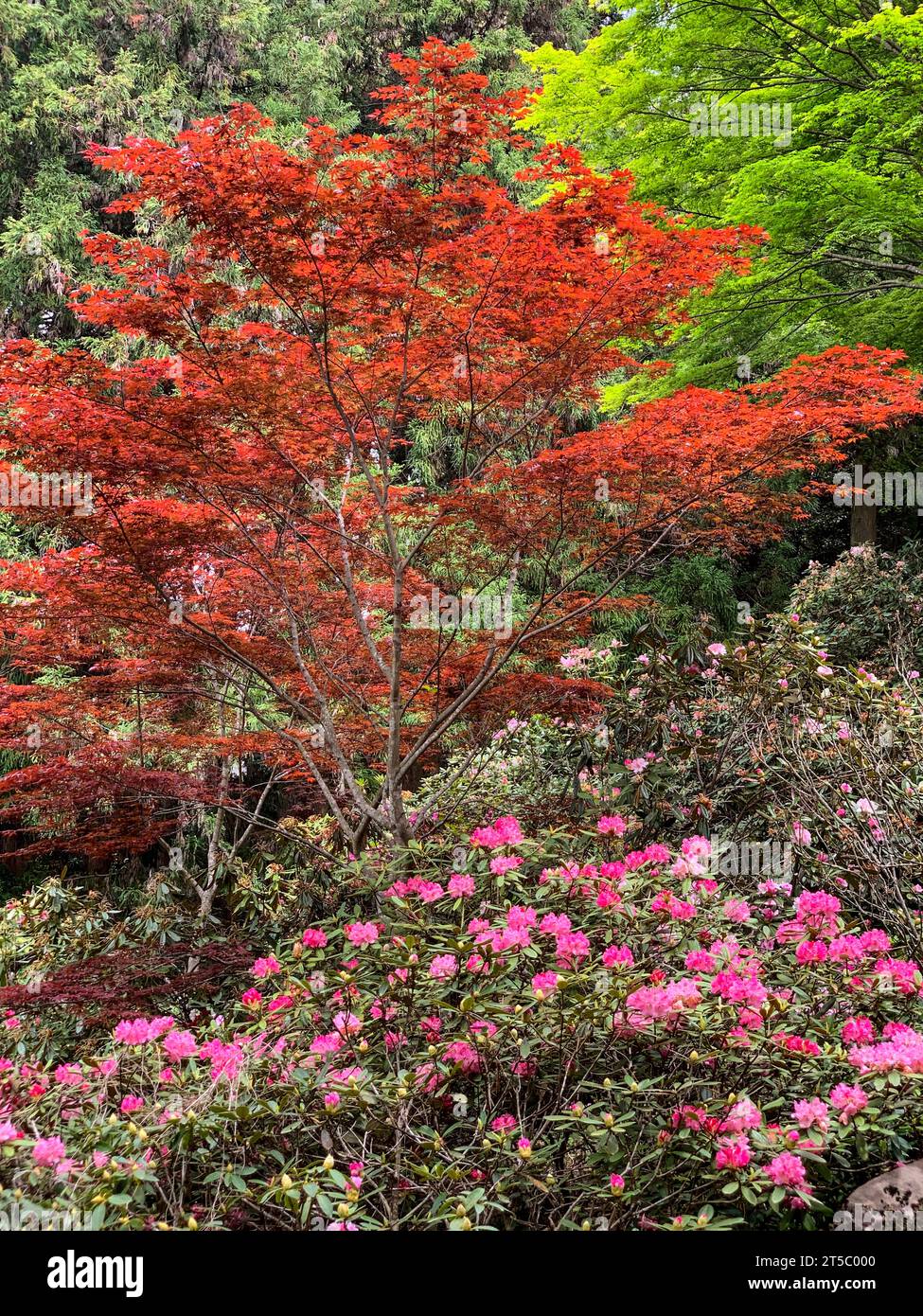 Japan, Kyushu. Japanese Maple and Rhododendron en route to Choan-ji Buddhist Temple. Kunisaki Peninsula, Oita Prefecture. Stock Photo