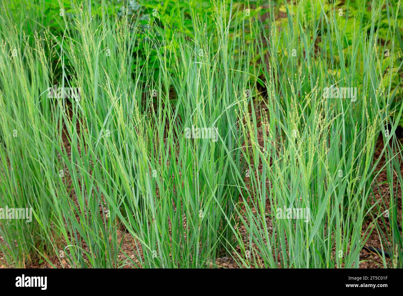 Gramineous hi-res stock photography and images - Alamy