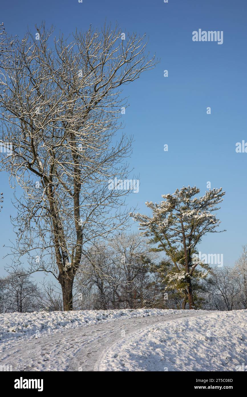 Tree Snow Ground Snow on trees and ground in a park in the sun in wintertime Stock Photo ...