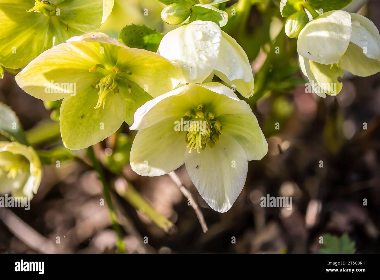Close-up of green and white Christmas rose (Helleborus niger) in sunlight Stock Photo