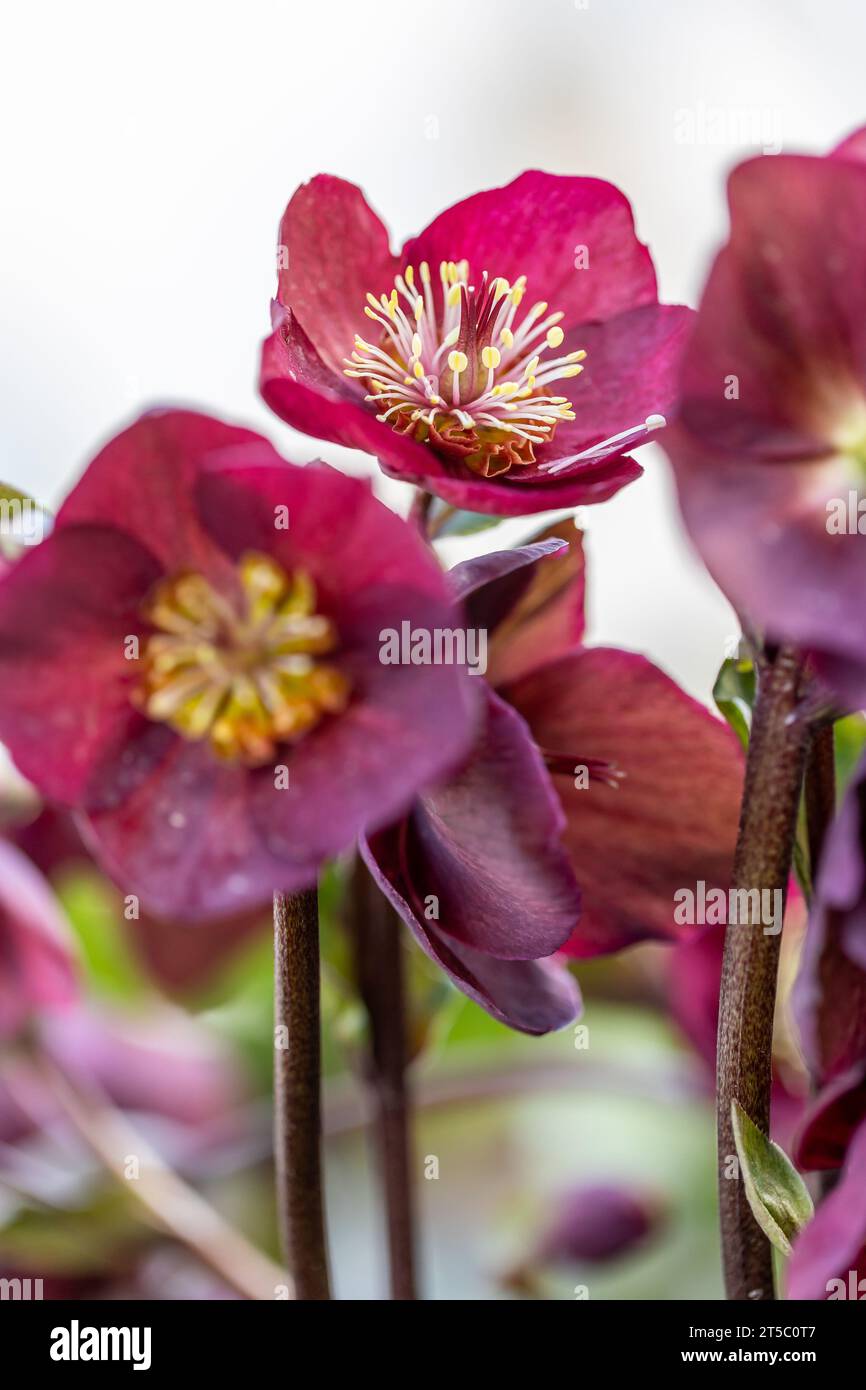 Close-up of a purple Christmas rose (Helleborus niger) with blurred foreground and background Stock Photo