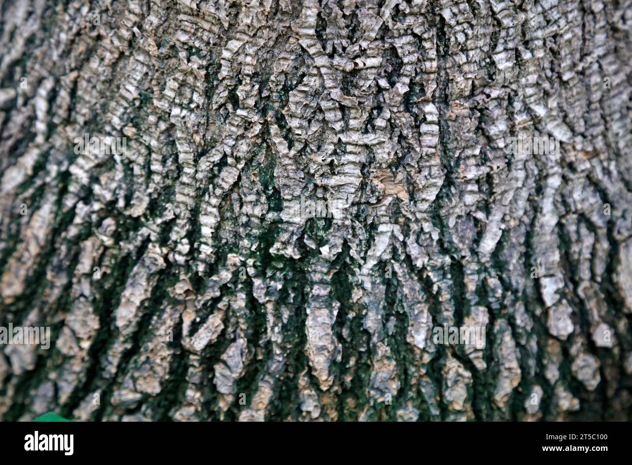 Elephant Jean Bark