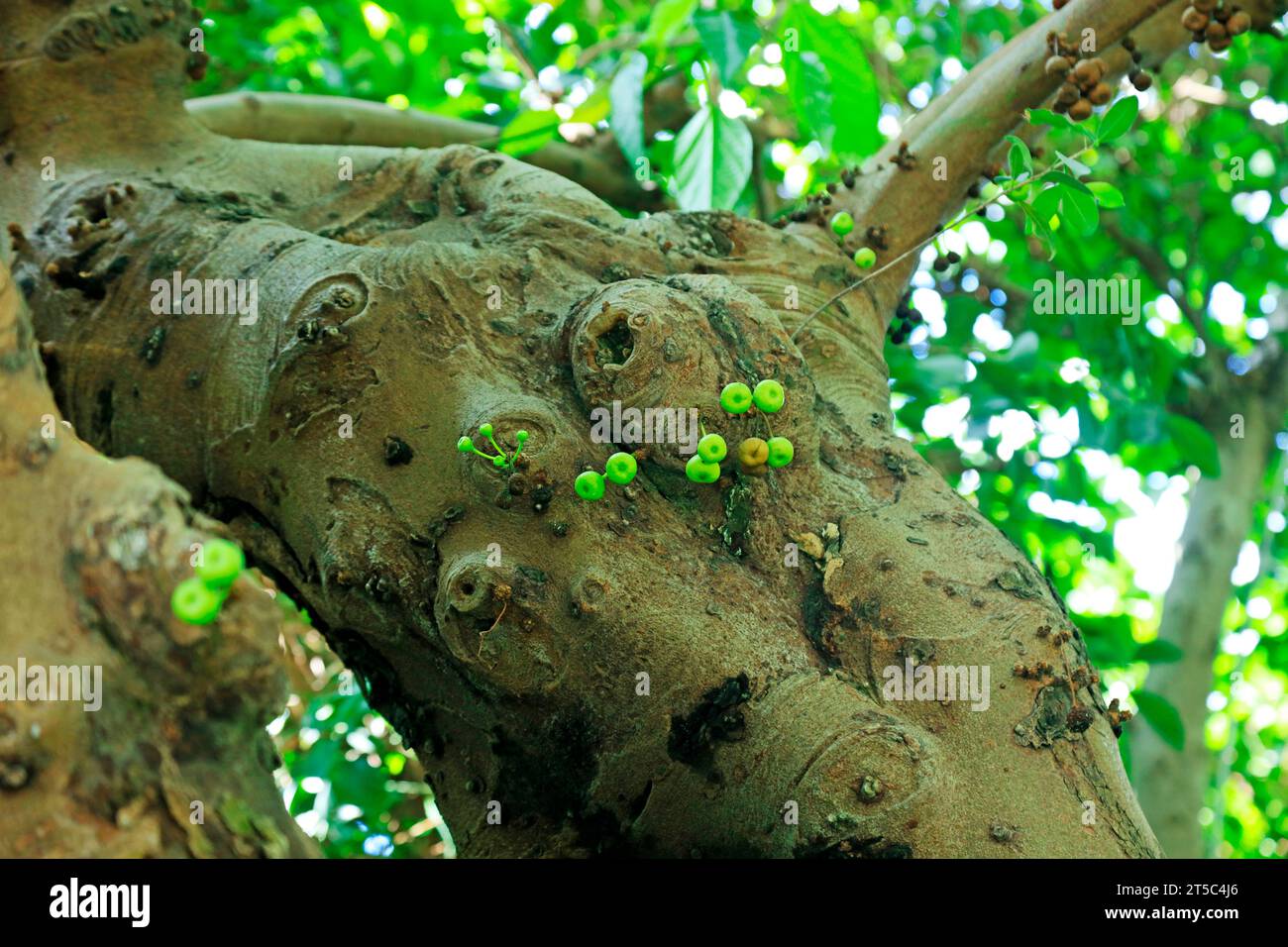 Ficus variegata var chlorocarpa Stock Photo