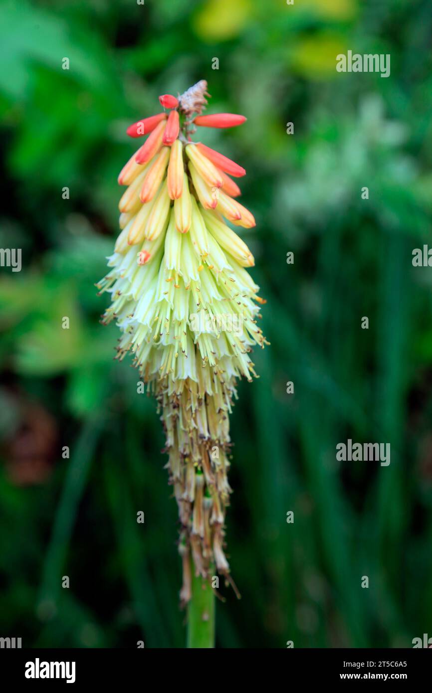 Flower inflorescence in the botanical garden Stock Photo
