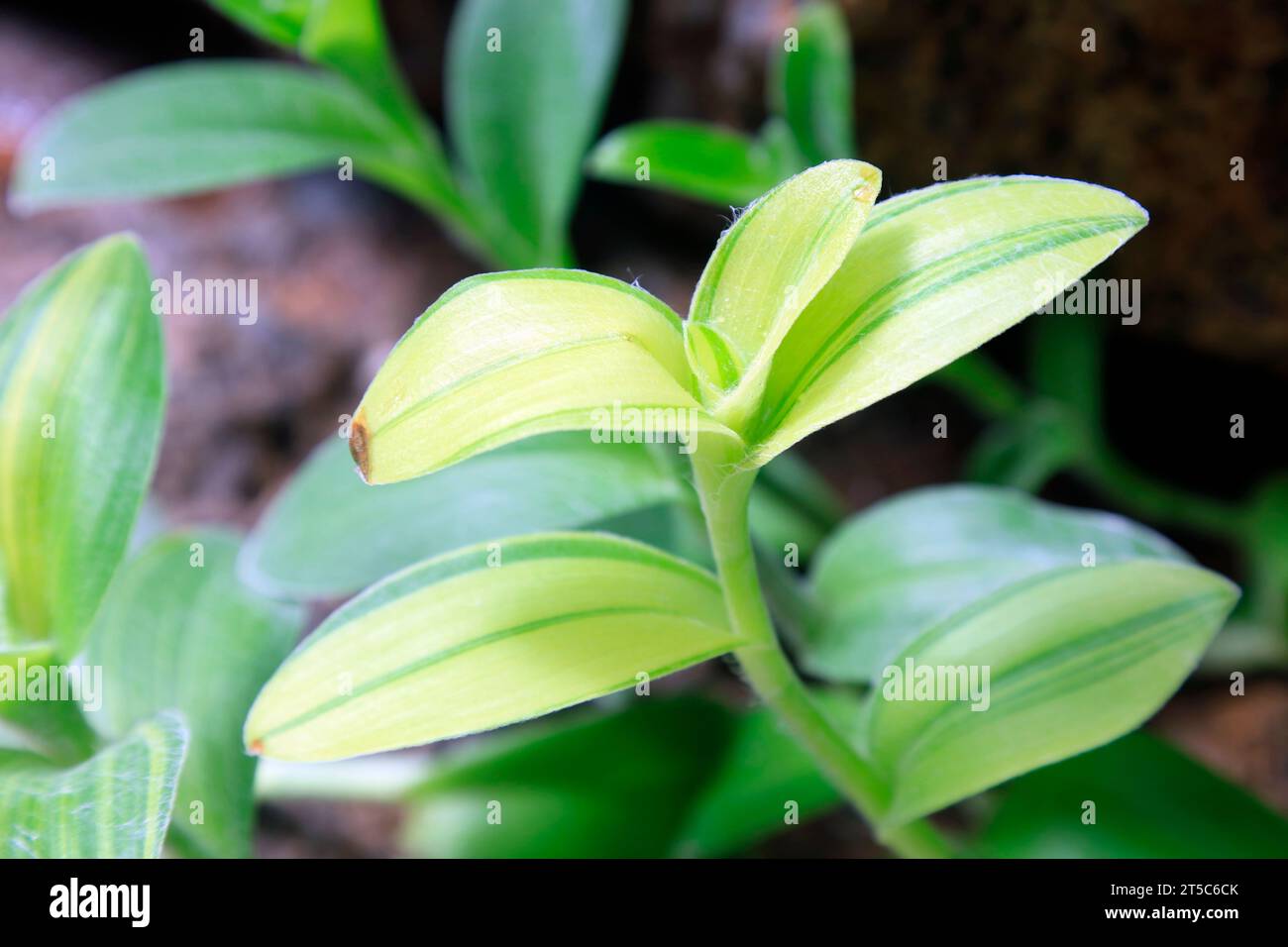 Mayacaceae plants in the botanical garden Stock Photo