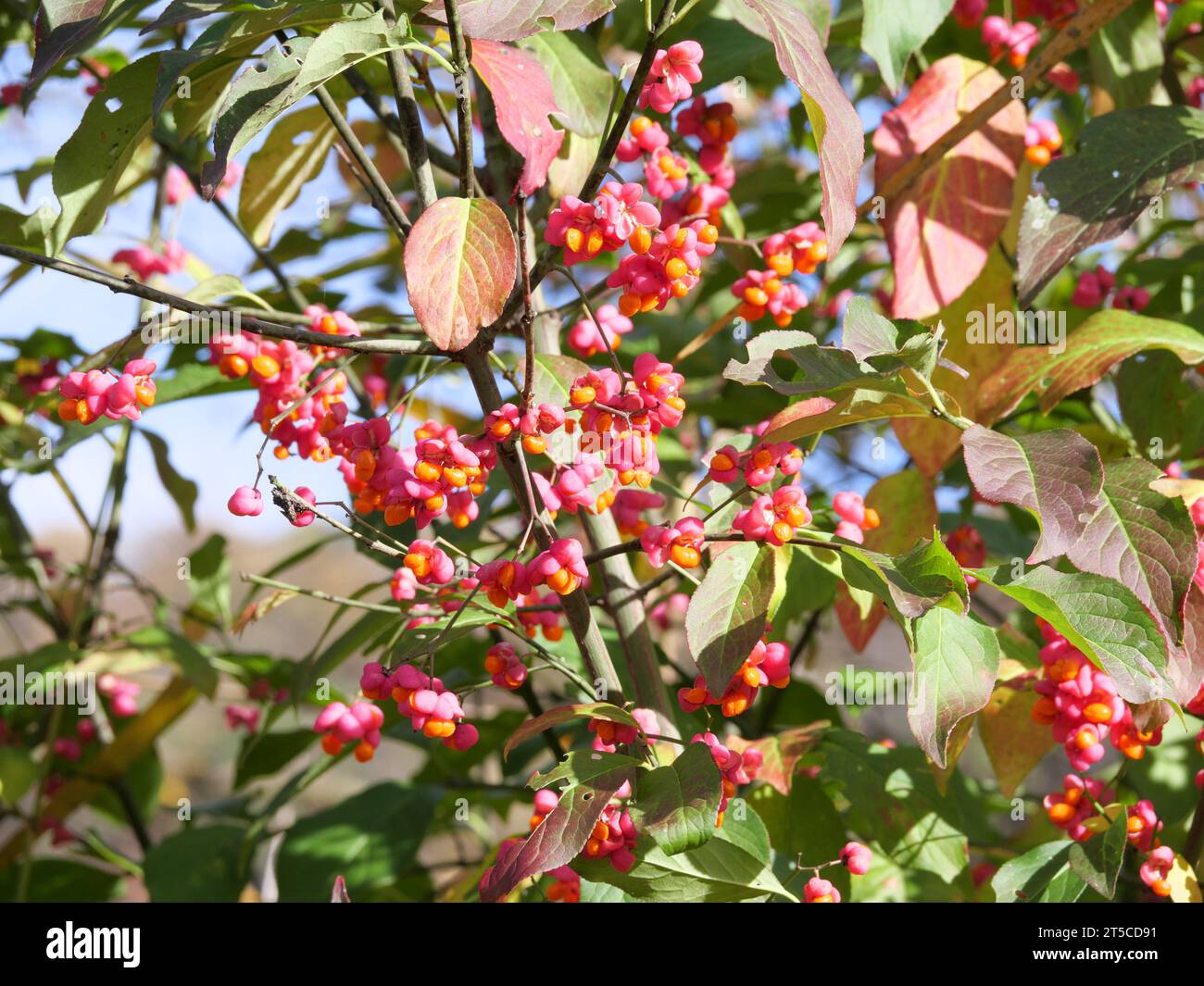 The red fruits of the euonymus, Euonymus europaea, and the green leaves in November Stock Photo