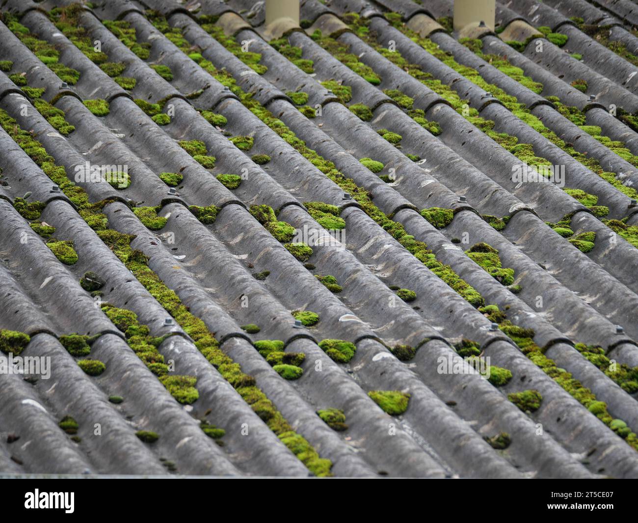 Green moss cushion growing on a roof made of gray corrugated asbestos sheets Stock Photo